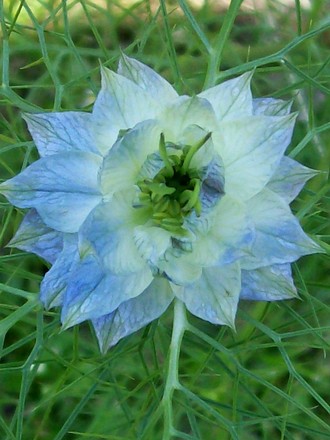 11_6_01.jpg (Nigella damascena (Love-in-a-mist))