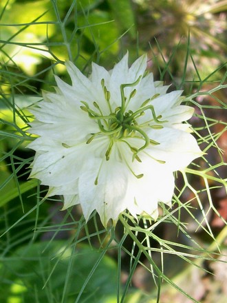 11_6_02.jpg (Nigella damascena (Love-in-a-mist))