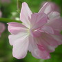 Saponaria