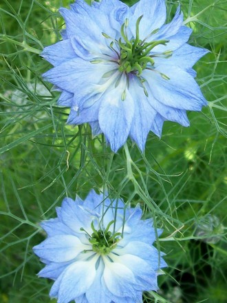 11_6_04.jpg (Nigella damascena (Love-in-a-mist))