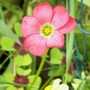 A garden flower photo (Oxalis tetraphylla)