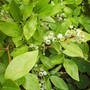 blueberries_fruit.jpg