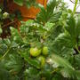 gooseberries_fruit.jpg