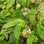 raspberries_fruit.jpg