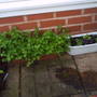 parsley_and_basil_green_and_purple.jpg
