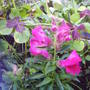 pink snapdragon