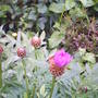 pink corn flower