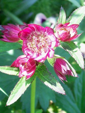 9_6_19.jpg (astrantia major)