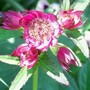 astrantia major