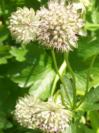 A garden flower photo (Astrantia major)
