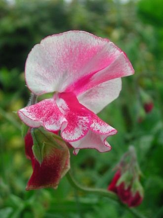 Sweet pea (Lathyrus odoratus)