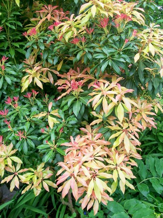 A garden flower photo (Pieris japonica (Lily of the valley bush))