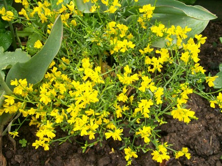 A garden flower photo (Spartium junceum)