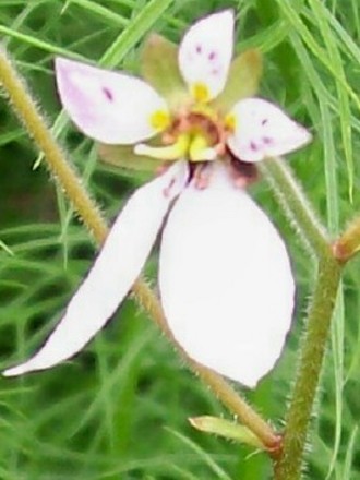 2_6_6.jpg (Saxifraga stolonifera (Mother Of Thousands))