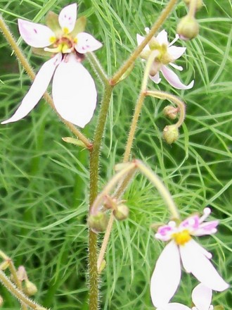 2_6_5.jpg (Saxifraga stolonifera (Mother Of Thousands))