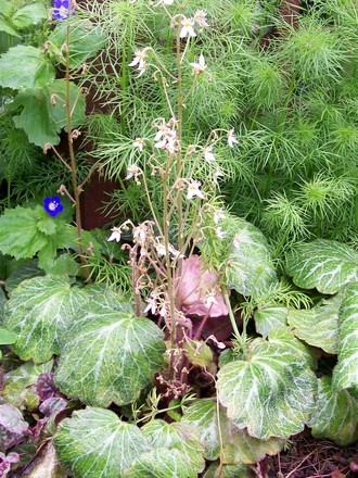 2_6_7.jpg (Saxifraga stolonifera (Mother Of Thousands))