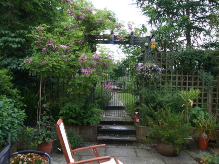 my garden