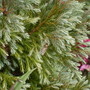 Visitor_on_fir_tree