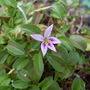 Hypsela_reniformis