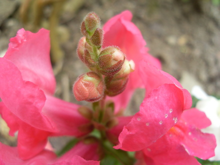 snap dragon