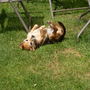 Meg_having_her_wake_up_roll_this_morning