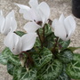 Phoenix_pk_and_garden__jusne_2008_188