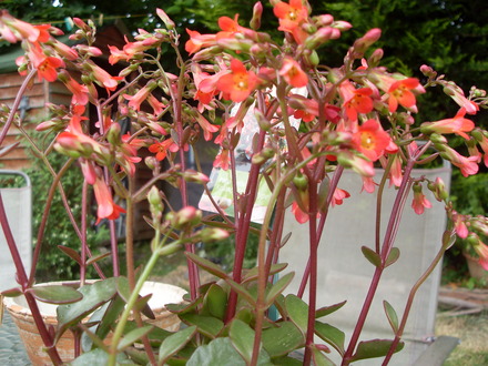 patio bells