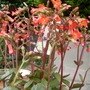 Phoenix_pk_and_garden__jusne_2008_192