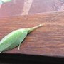 LEAF INSECT