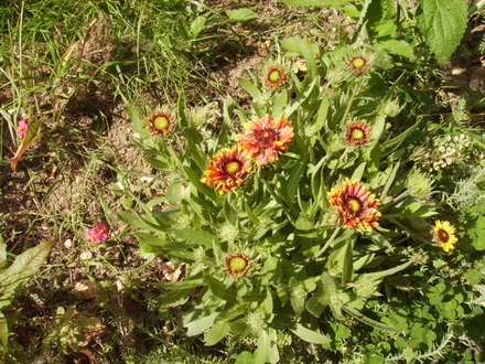 Gaillardia [Blanket Flower]   06.08 (Gaillardia aristata)