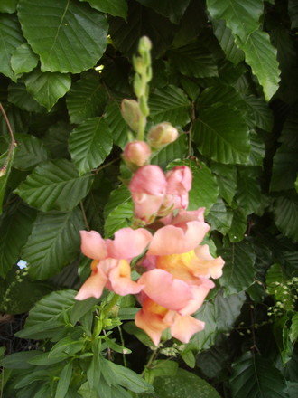 Antirrhinum [Snap-Dragon] 06.08 (Antirrhinum major)