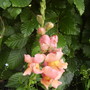 Antirrhinum major