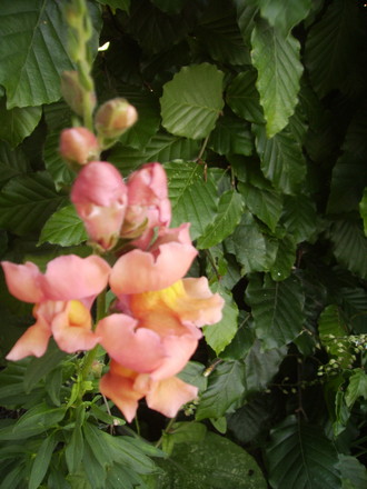 Antirrhinum [Snap-Dragon] 06.08 (Antirrhinum major)