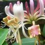 Copy_of_garden_247