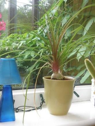 pot plant