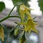 Copy_of_garden_249