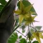 Copy_of_garden_250