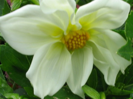 Dahlia Migon Mixed (Dahlia)
