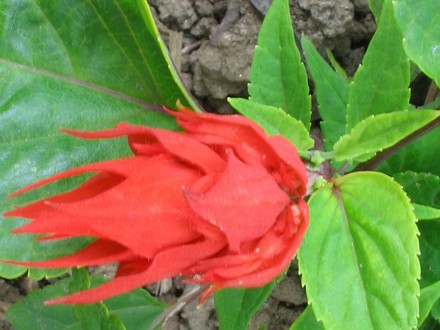 Salvia Vista Red (Salvia)