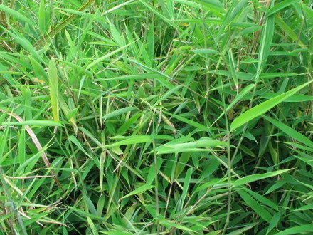 Bamboo