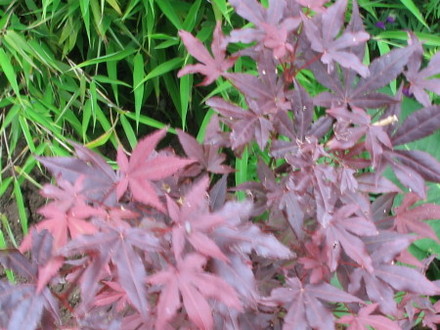 Acer (Acer Palmatum)