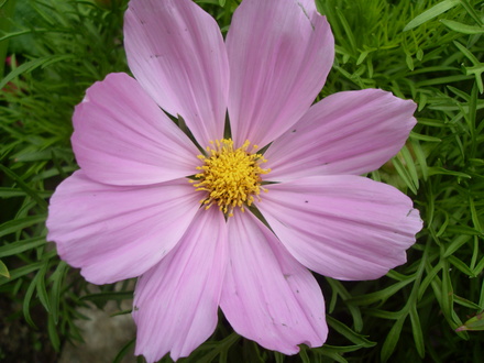 cosmos