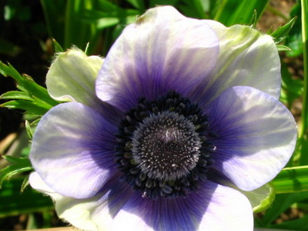 Anemone De Caen (Anemone)