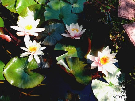 This water lily is flowering better than ever this year. (Nymphaea alba (Nenufar Blanco))