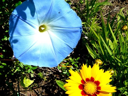 Morning Glory and Coreopsis blooming close together. (Ipomoea purpurea (Morning glory))