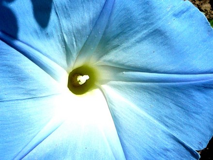 Morning Glory close up. (Ipomoea purpurea (Morning glory))