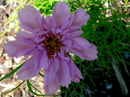 Double pink cosmos (Cosmos bipinnatus (Cosmos))