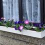 Remember My window Boxes?....