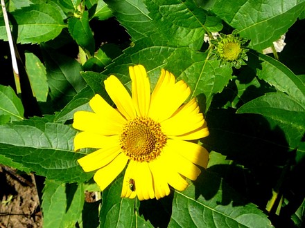 Yellow perennial daisy ???? (Rudbeckia speciosa (Showy Coneflower))