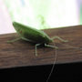 Leaf2